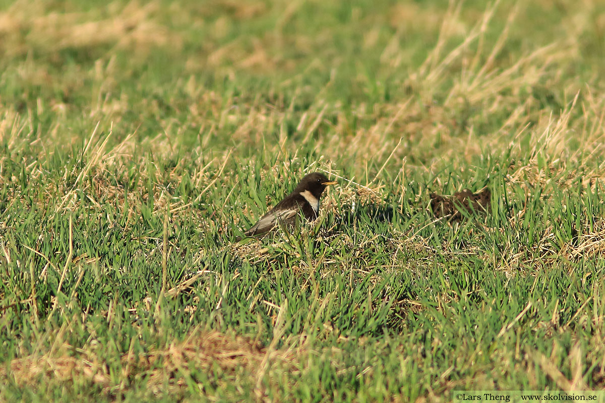 Ringtrast, Turdus torquatus