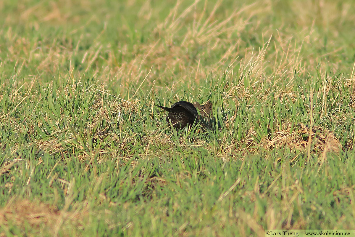 Ringtrast, Turdus torquatus