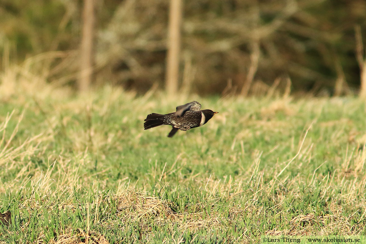 Ringtrast, Turdus torquatus