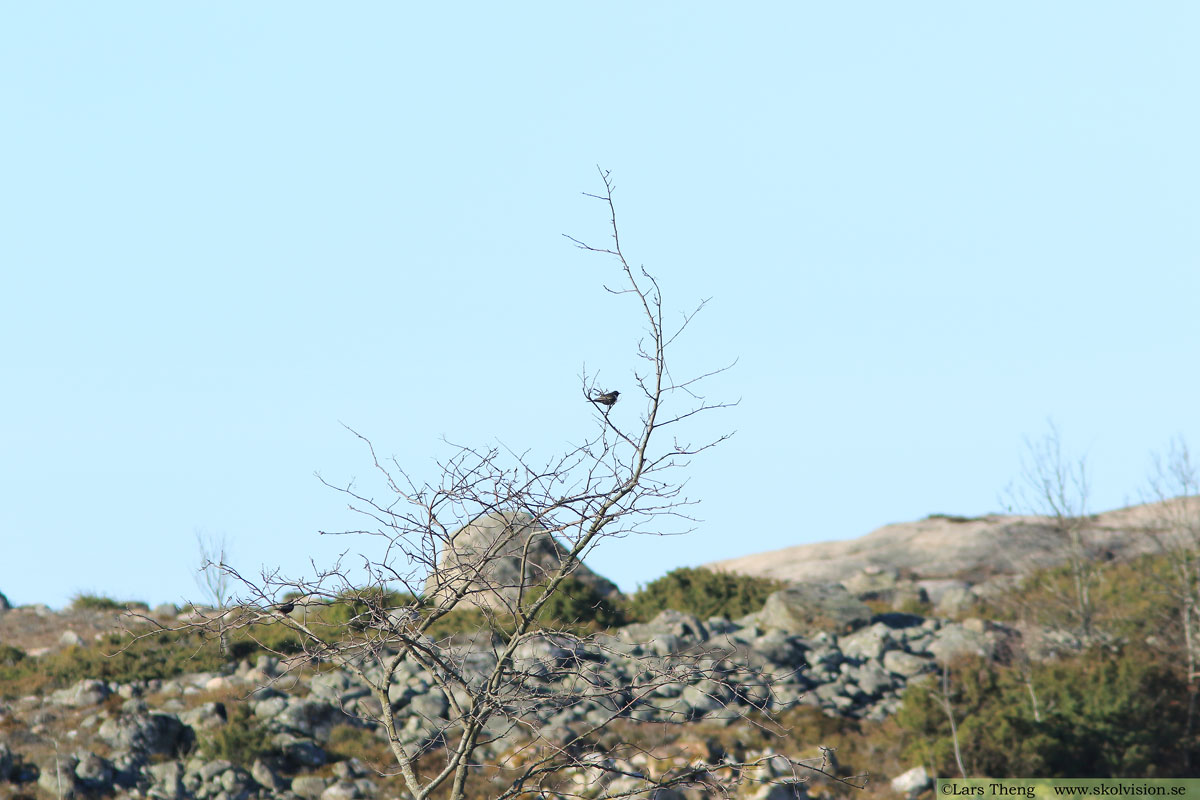 Ringtrast, Turdus torquatus