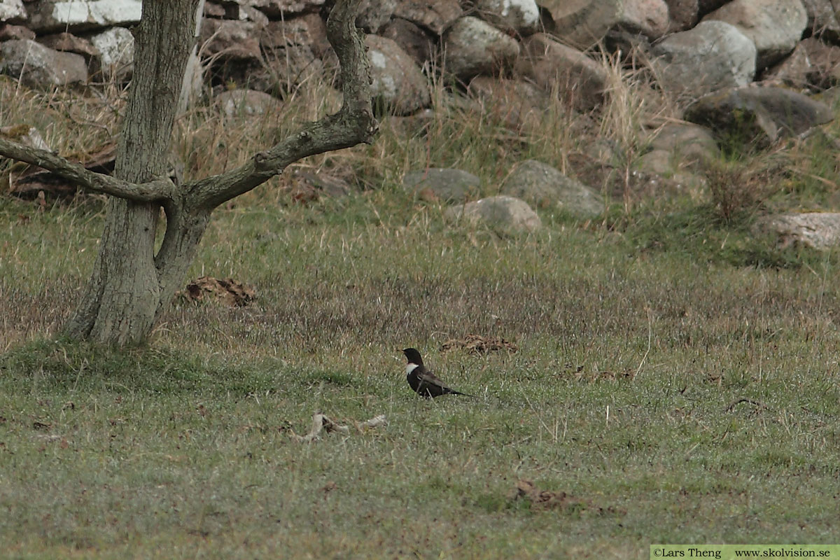 Ringtrast, Turdus torquatus