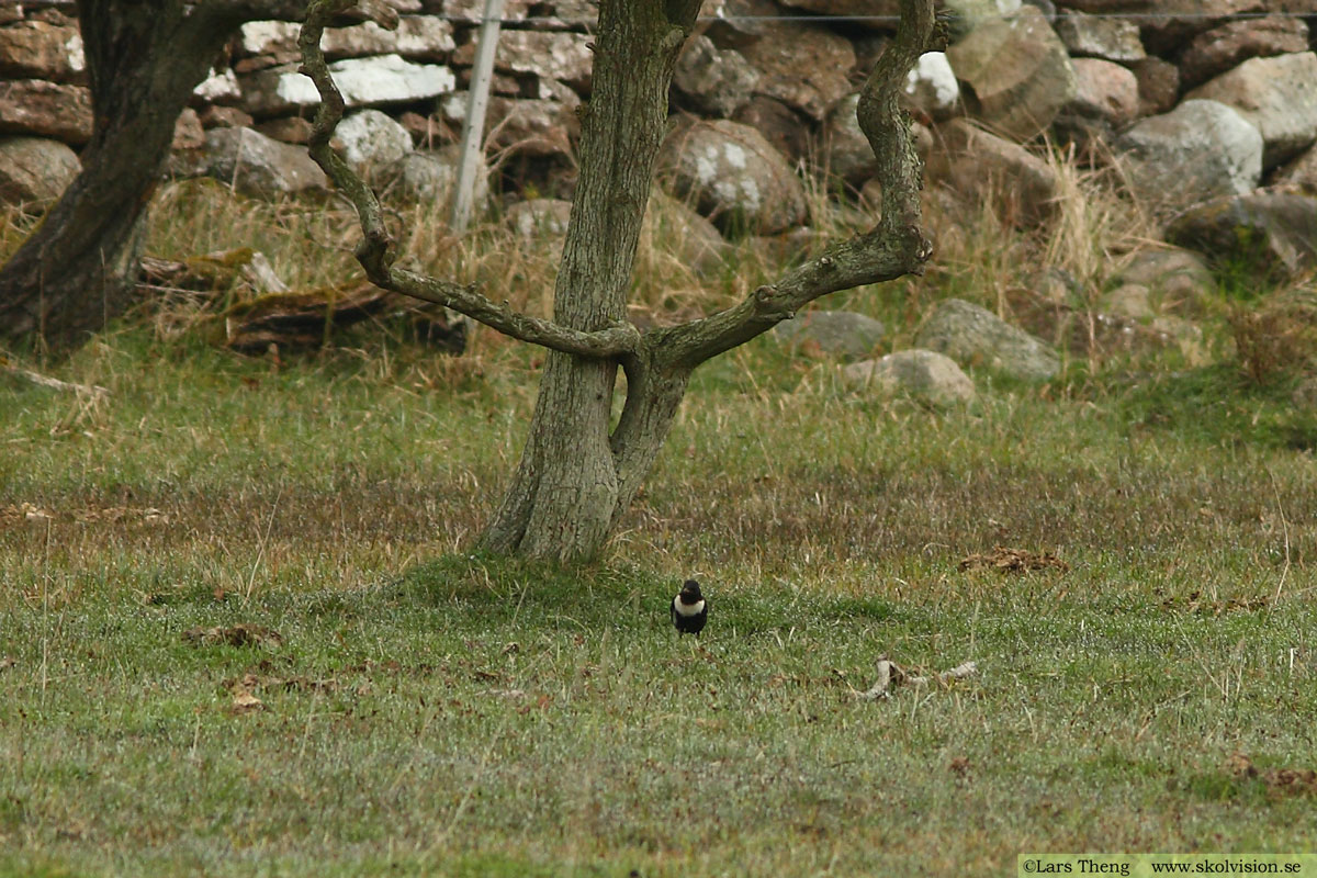 Ringtrast, Turdus torquatus