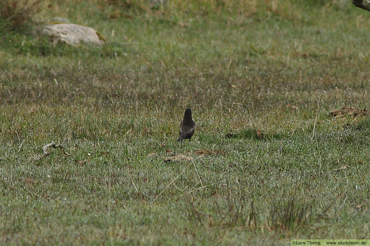 Ringtrast, Turdus torquatus