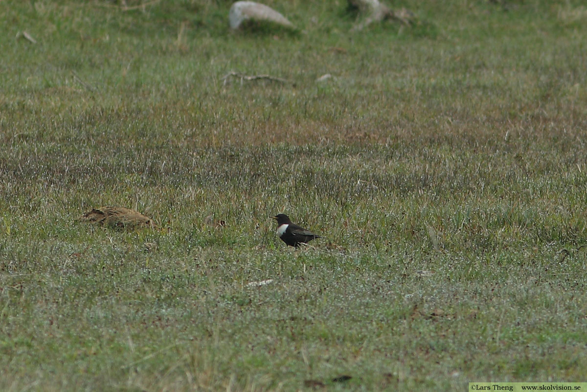 Ringtrast, Turdus torquatus