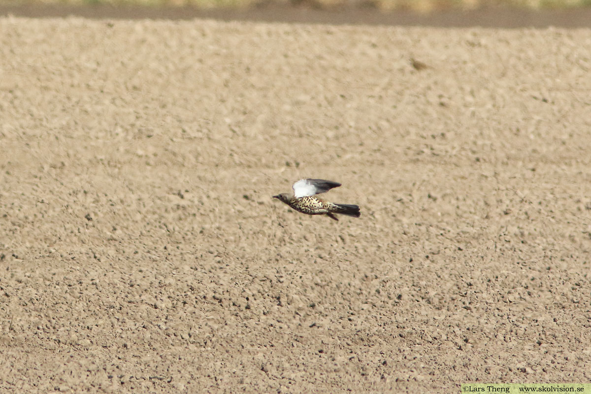 Dubbeltrast, Turdus viscivorus