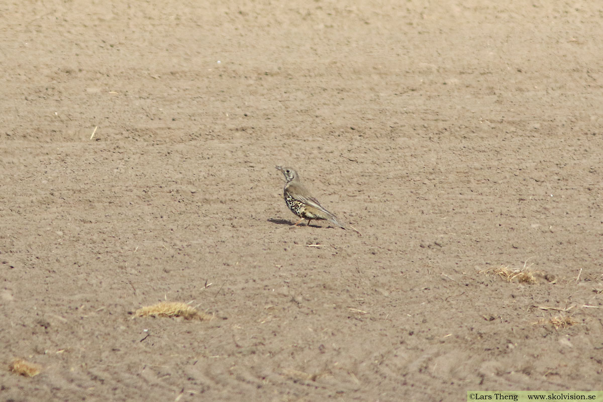 Dubbeltrast, Turdus viscivorus