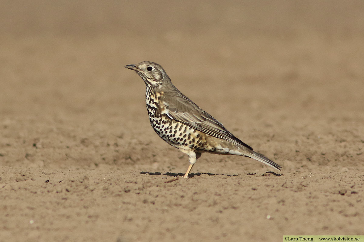 Dubbeltrast, Turdus viscivorus