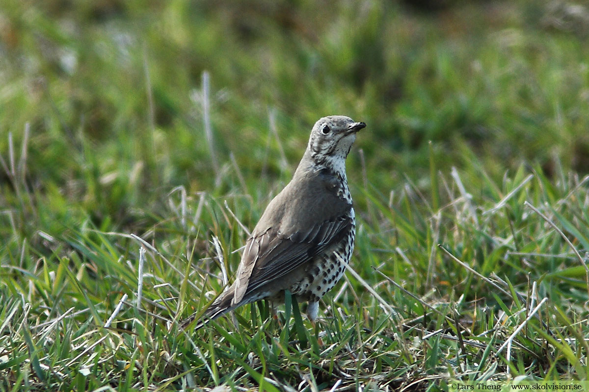 Dubbeltrast, Turdus viscivorus