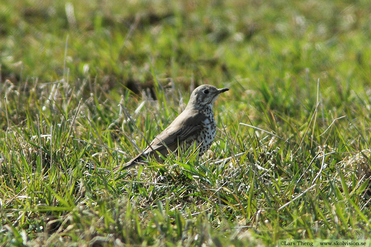 Dubbeltrast, Turdus viscivorus