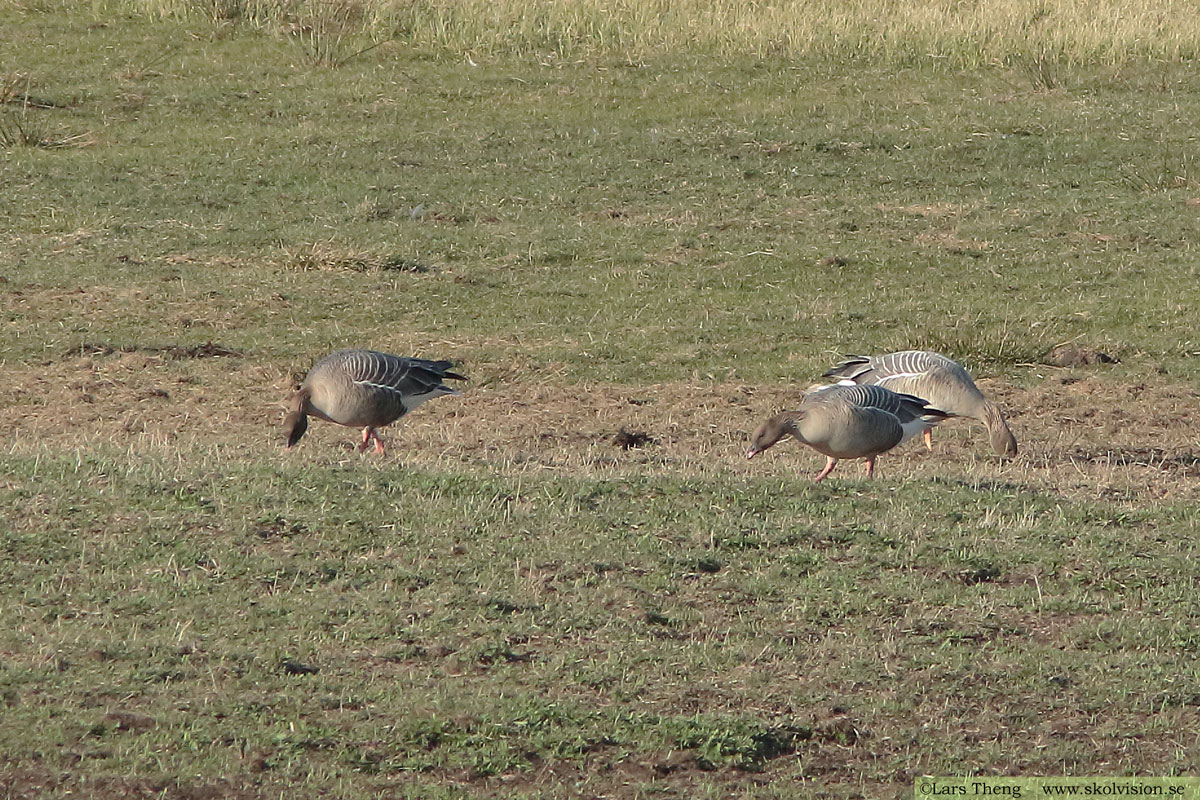 Spetsbergsgås, Anser brachyrhynchus