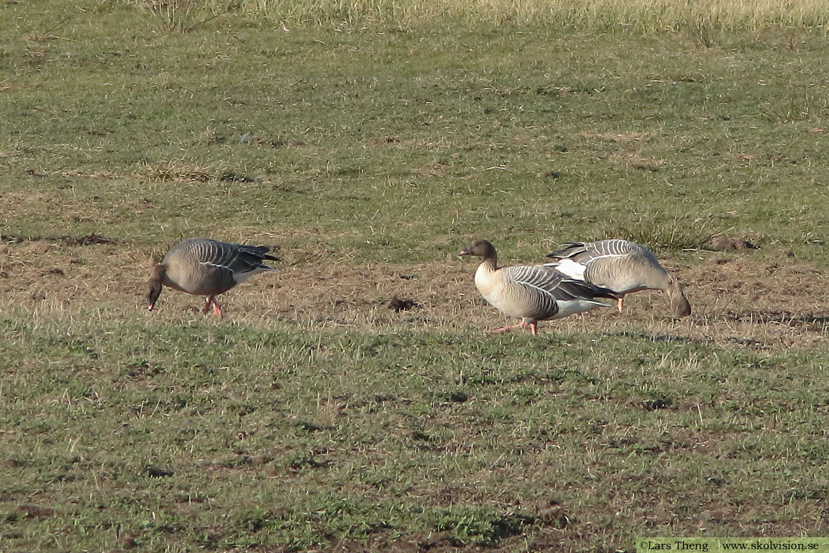 Spetsbergsgås, Anser brachyrhynchus