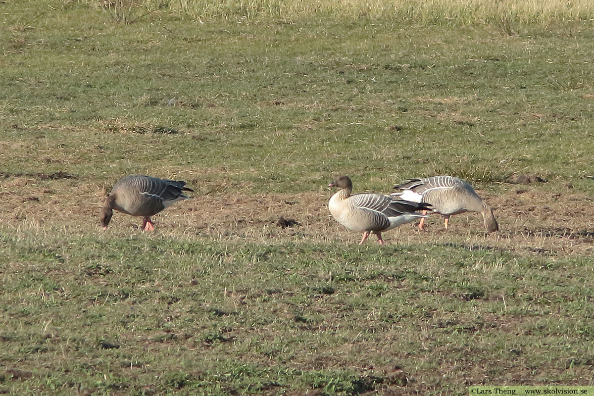 Spetsbergsgås, Anser brachyrhynchus