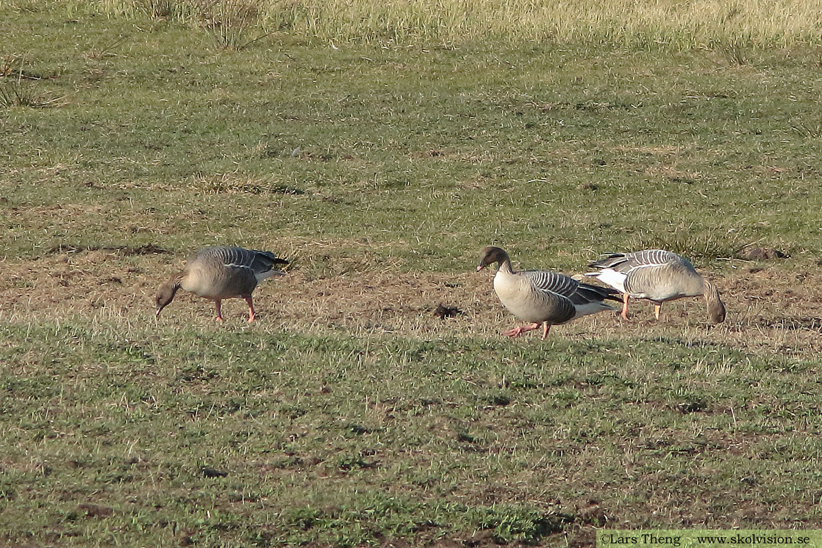 Spetsbergsgås, Anser brachyrhynchus