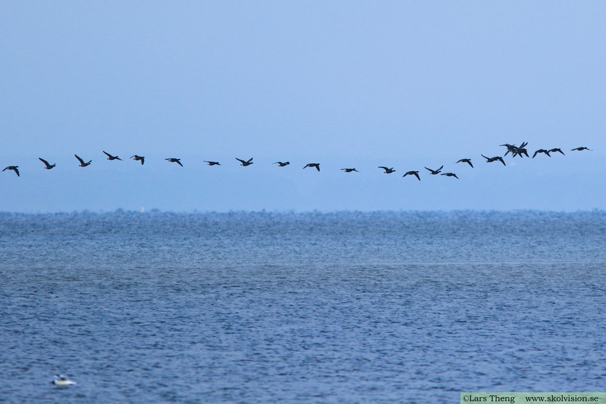 Prutgås, Branta bernicla bernicla (mörkbukig prutgås)