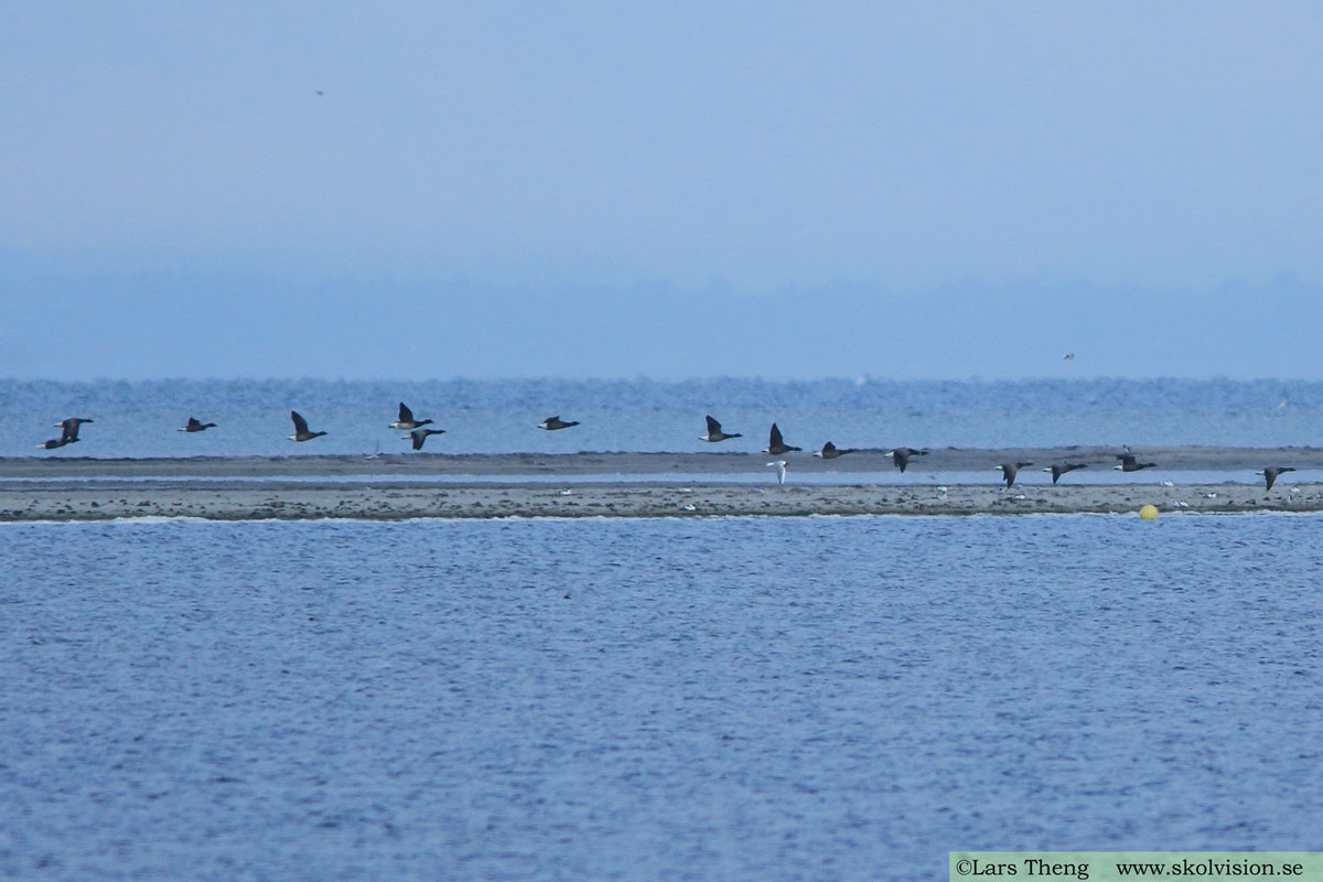 Prutgås, Branta bernicla bernicla (mörkbukig prutgås)