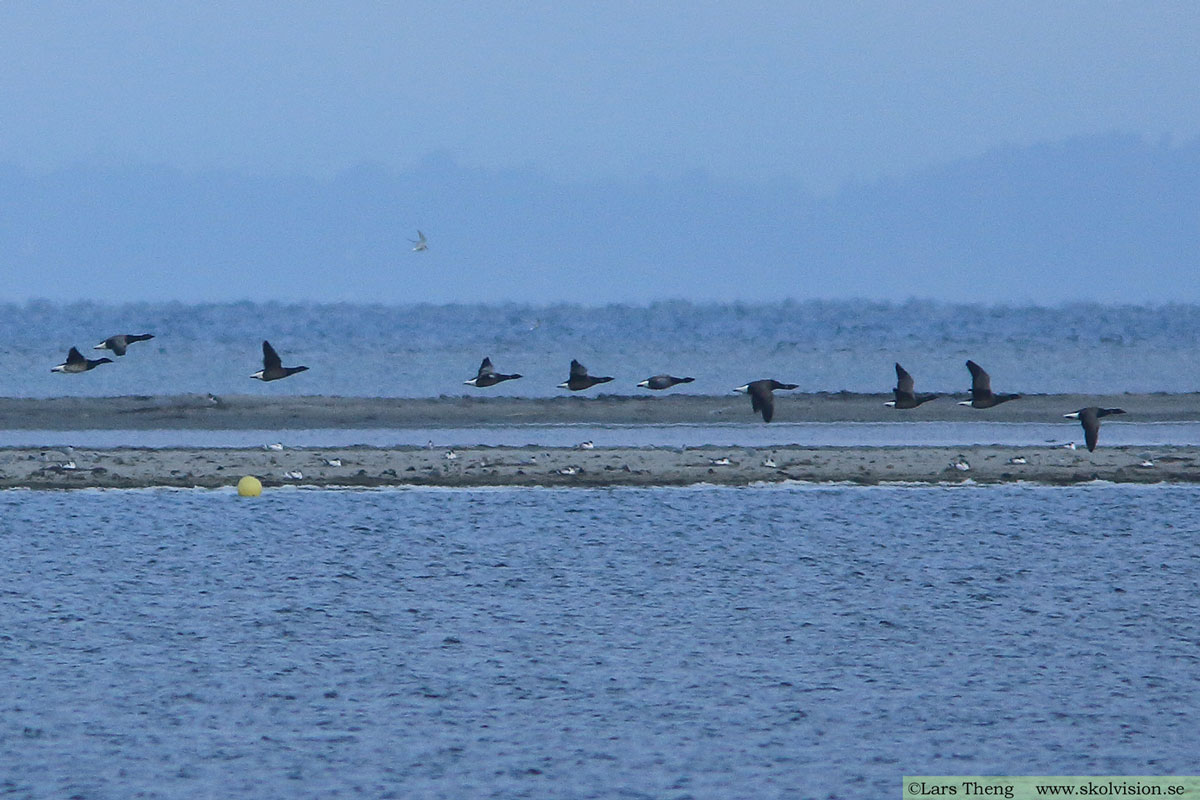 Prutgås, Branta bernicla bernicla (mörkbukig prutgås)