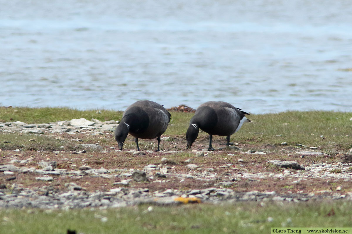 Prutgås, Branta bernicla bernicla (mörkbukig prutgås)