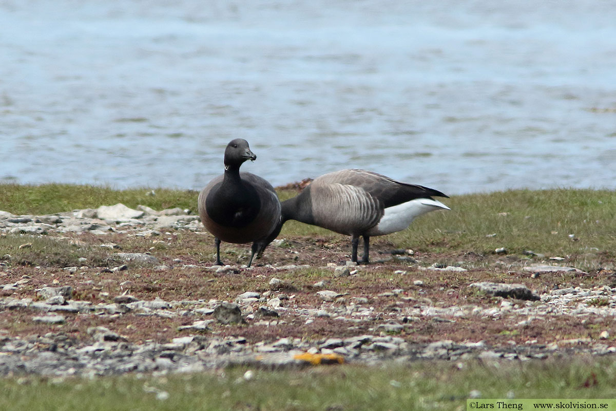 Prutgås, Branta bernicla bernicla (mörkbukig prutgås)