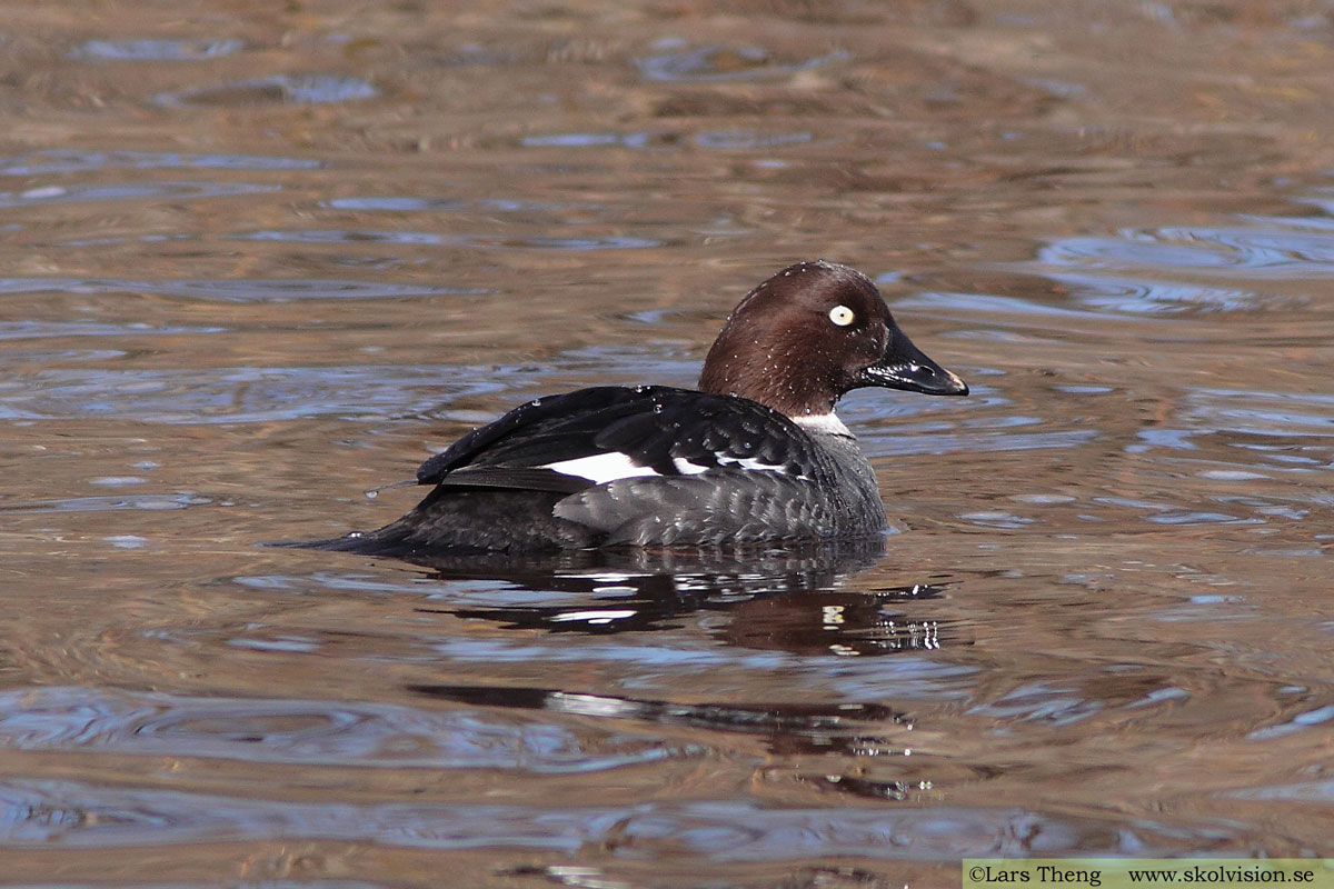 Knipa, Bucephala clangula