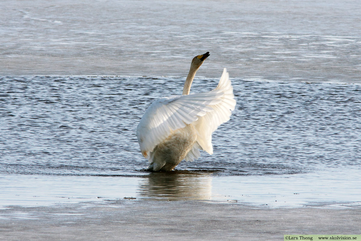 Fotografi, Lars Theng