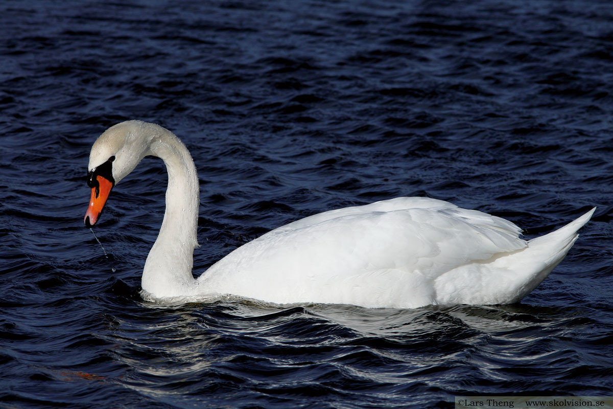 Knölsvan, Cygnus olor