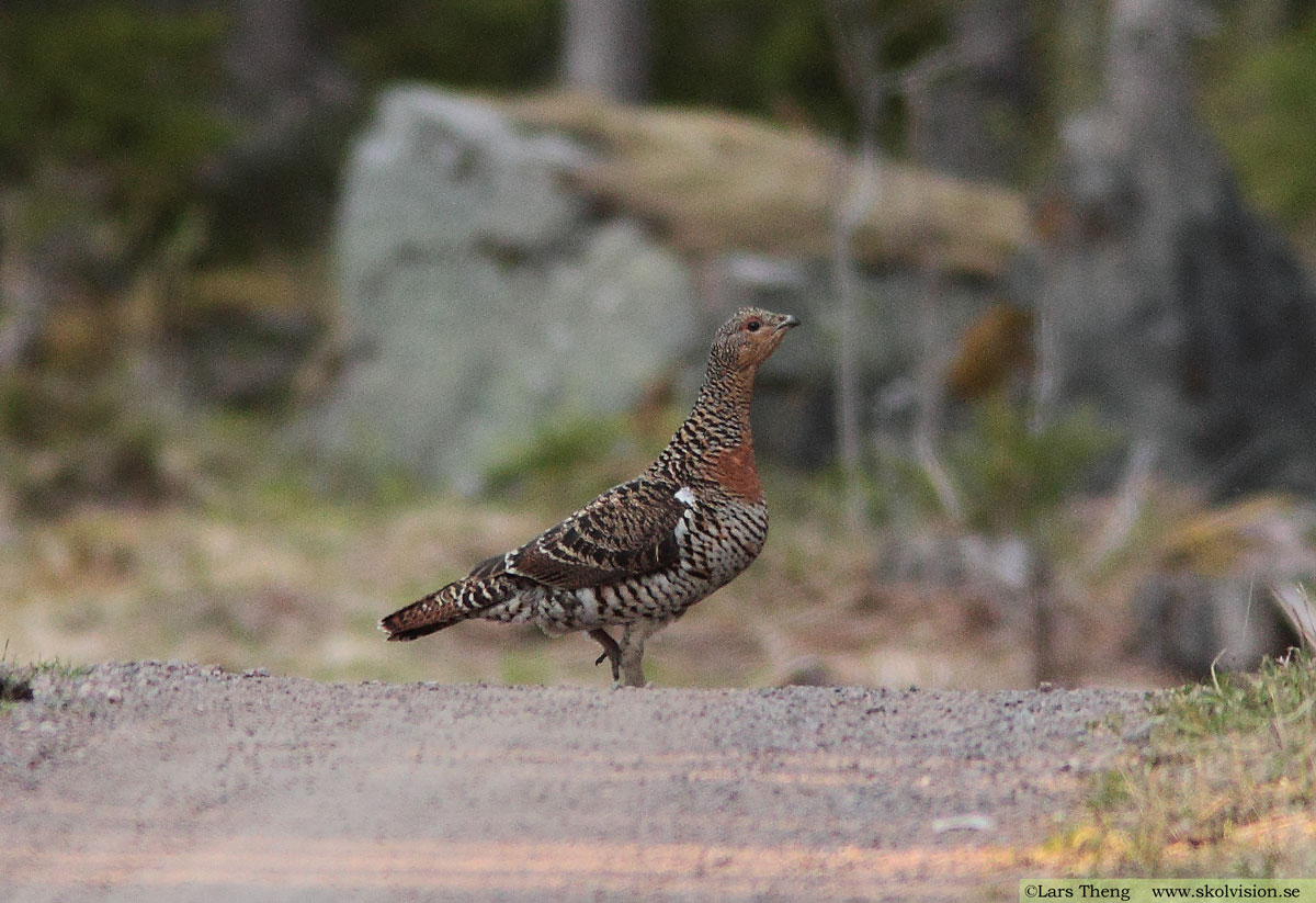 Tjäder, Tetrao urogallus