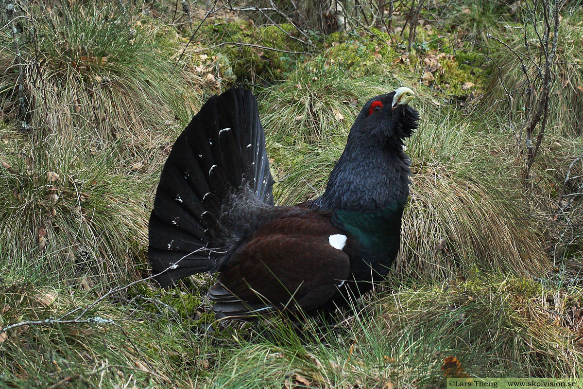 Tjäder, Tetrao urogallus