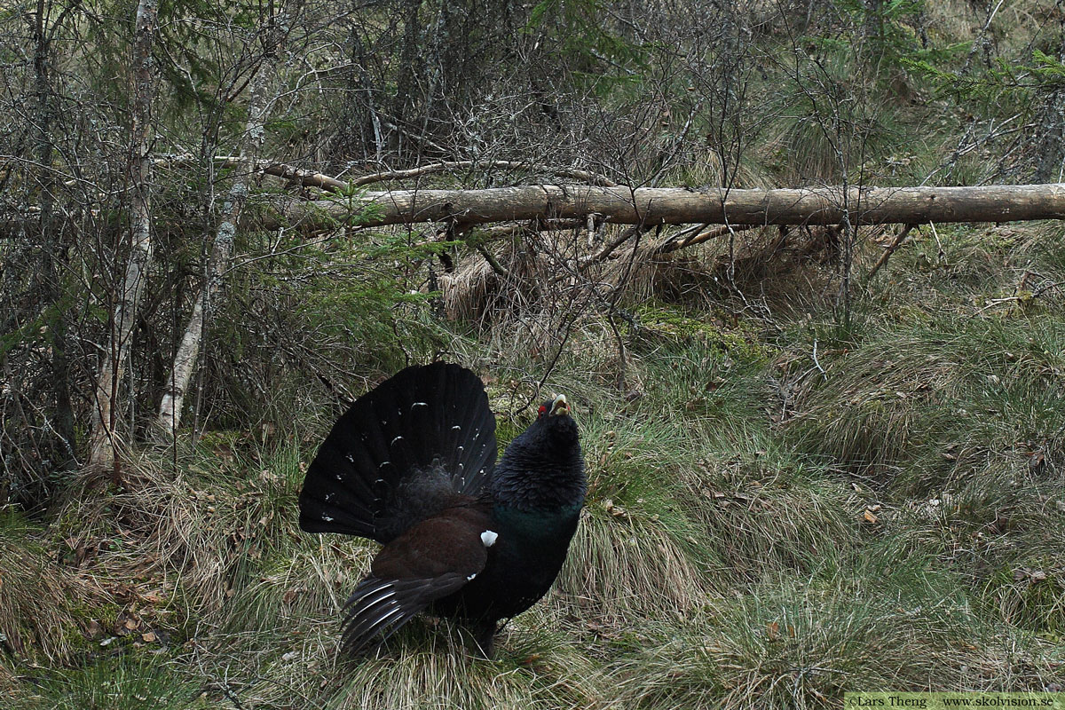 Tjäder, Tetrao urogallus