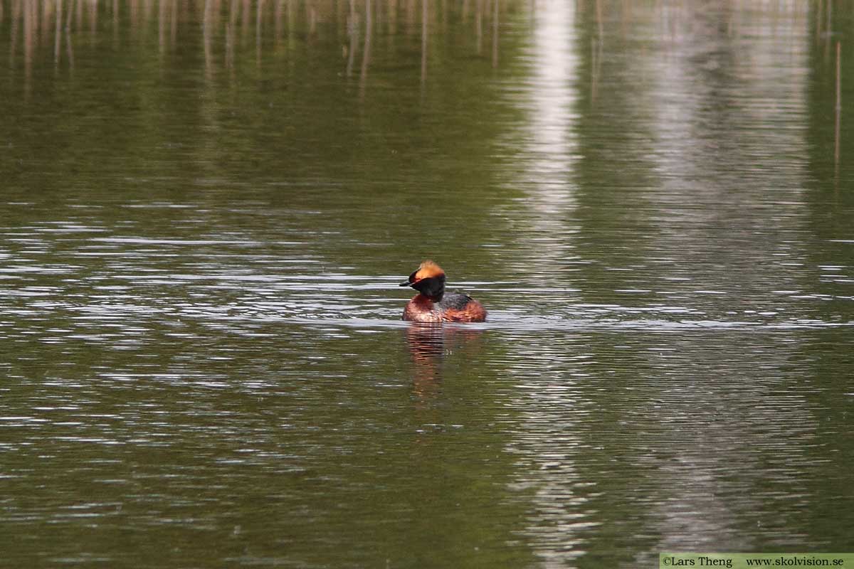 Svarthakedopping, Podiceps auritus