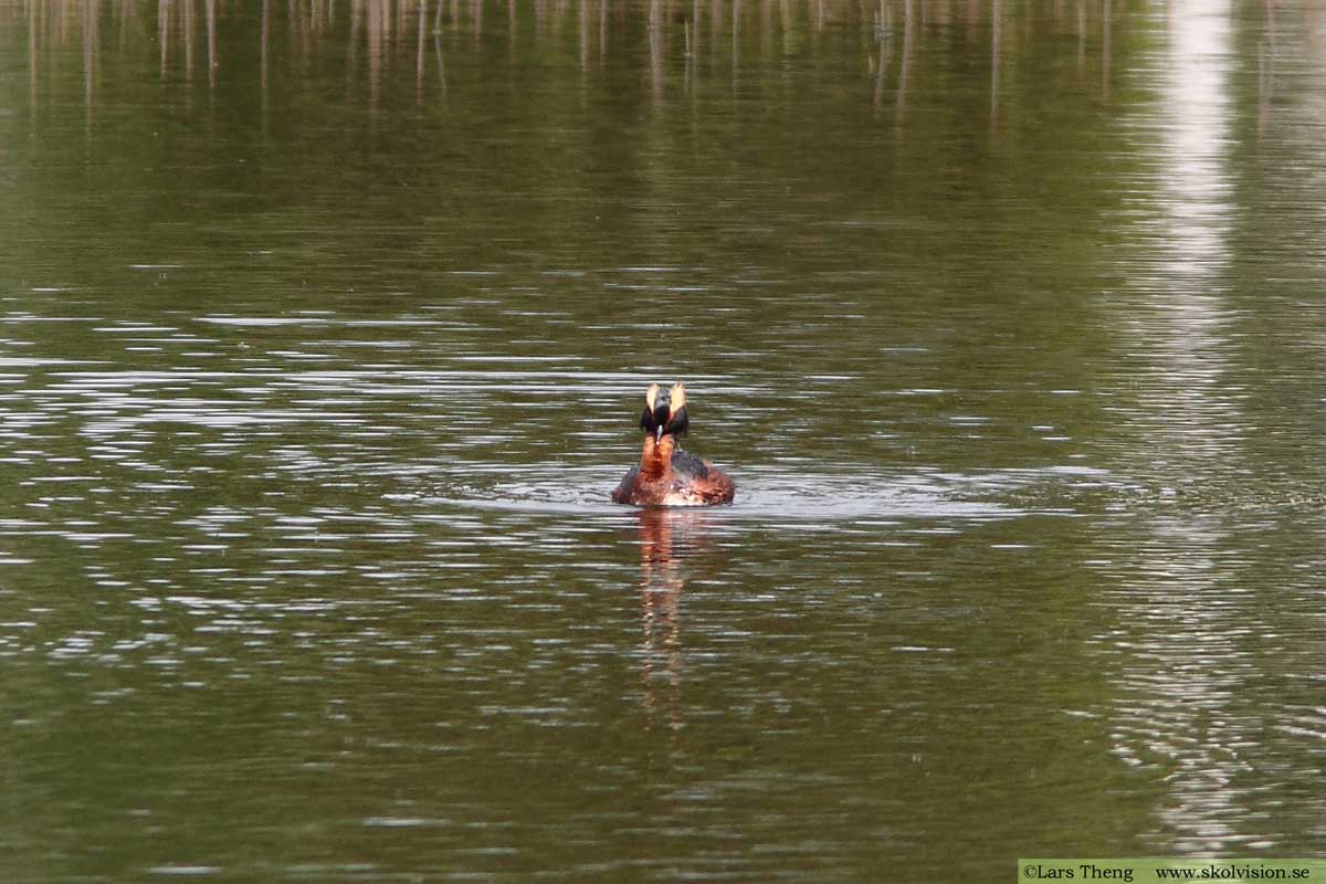 Svarthakedopping, Podiceps auritus