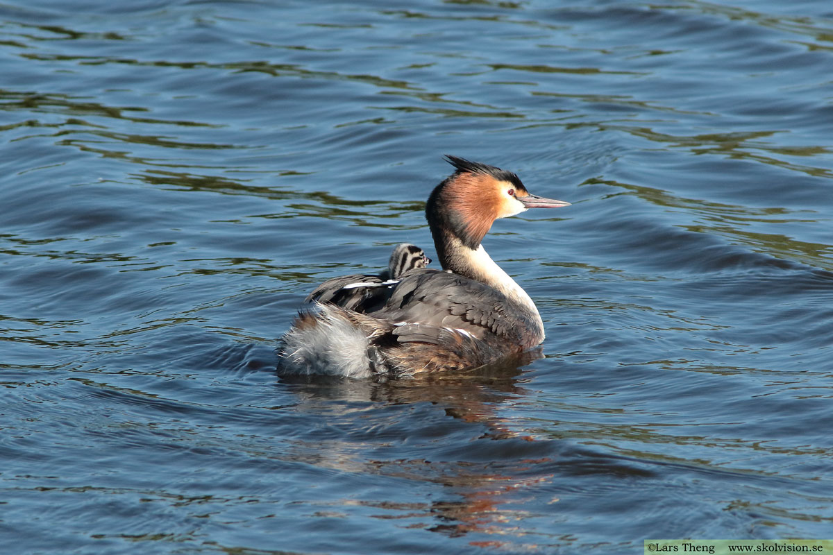 Skäggdopping, Podiceps cristatus