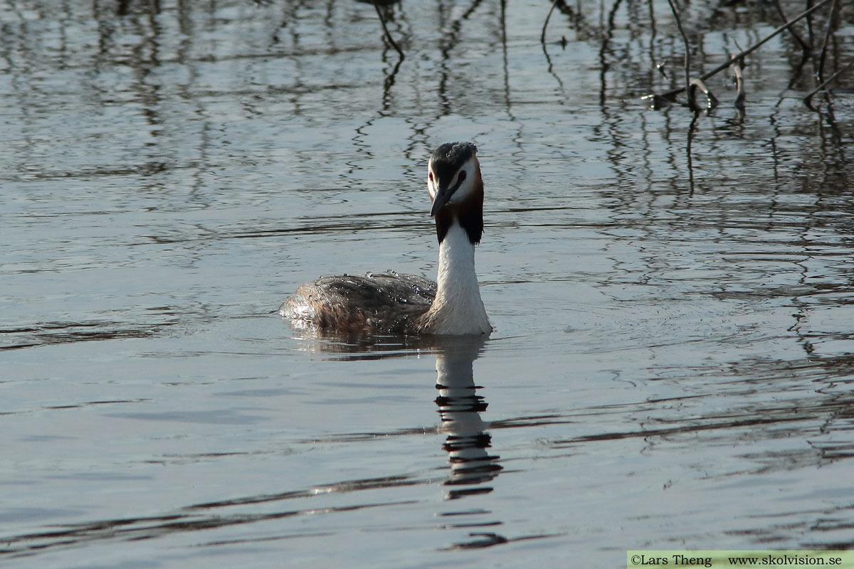 Skäggdopping, Podiceps cristatus