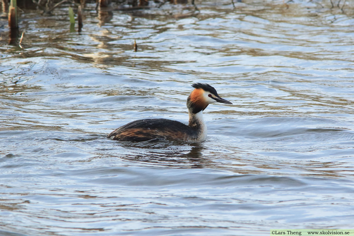 Skäggdopping, Podiceps cristatus