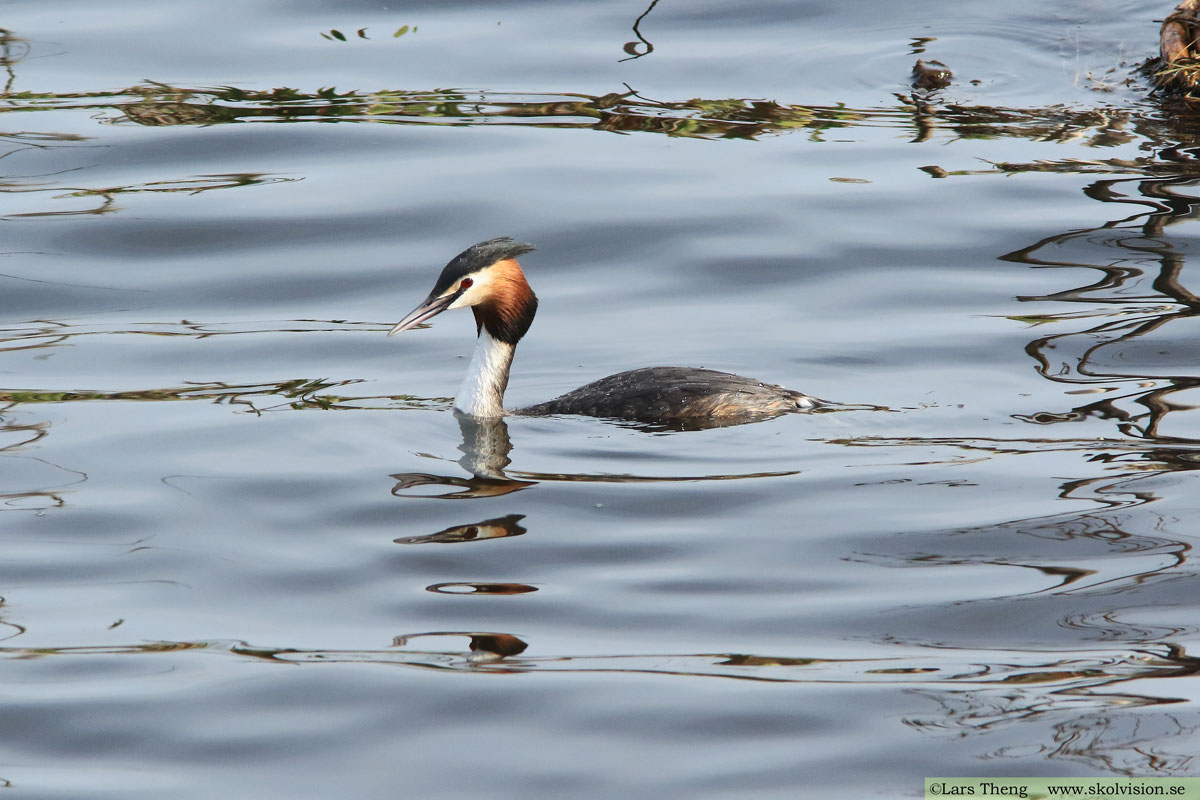 Skäggdopping, Podiceps cristatus