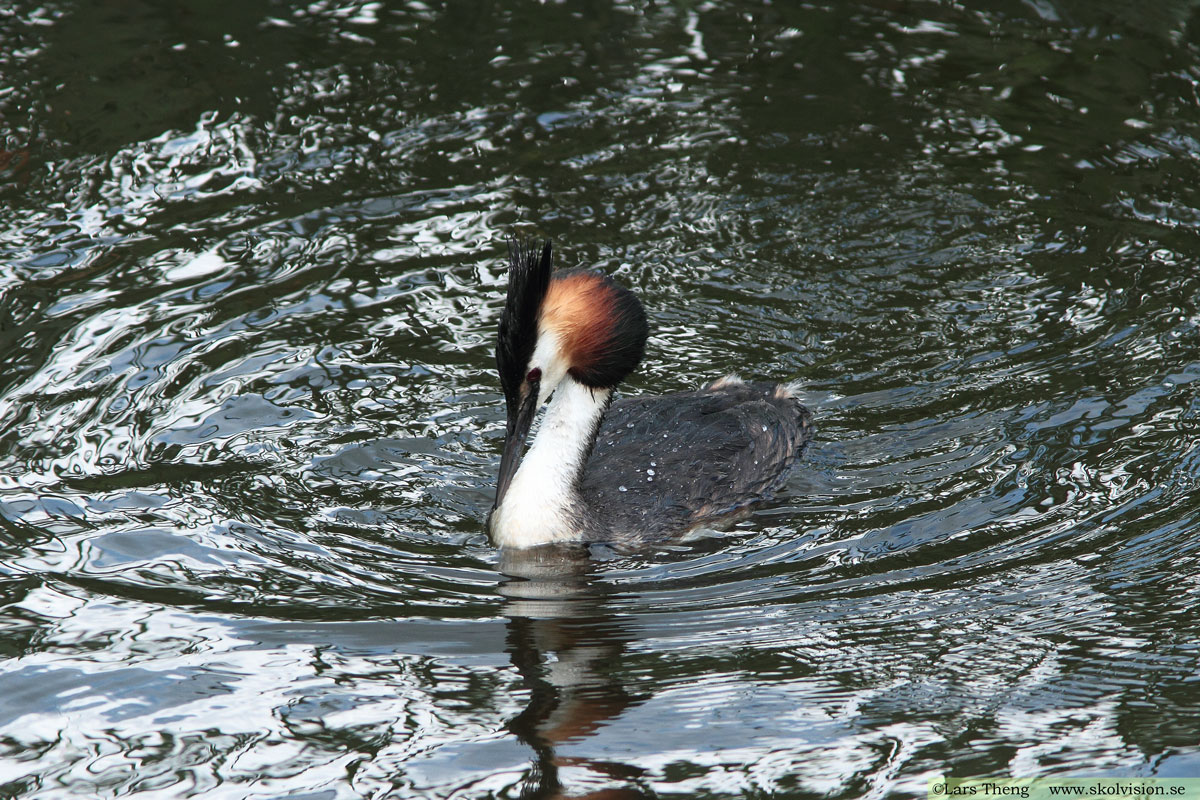 Skäggdopping, Podiceps cristatus