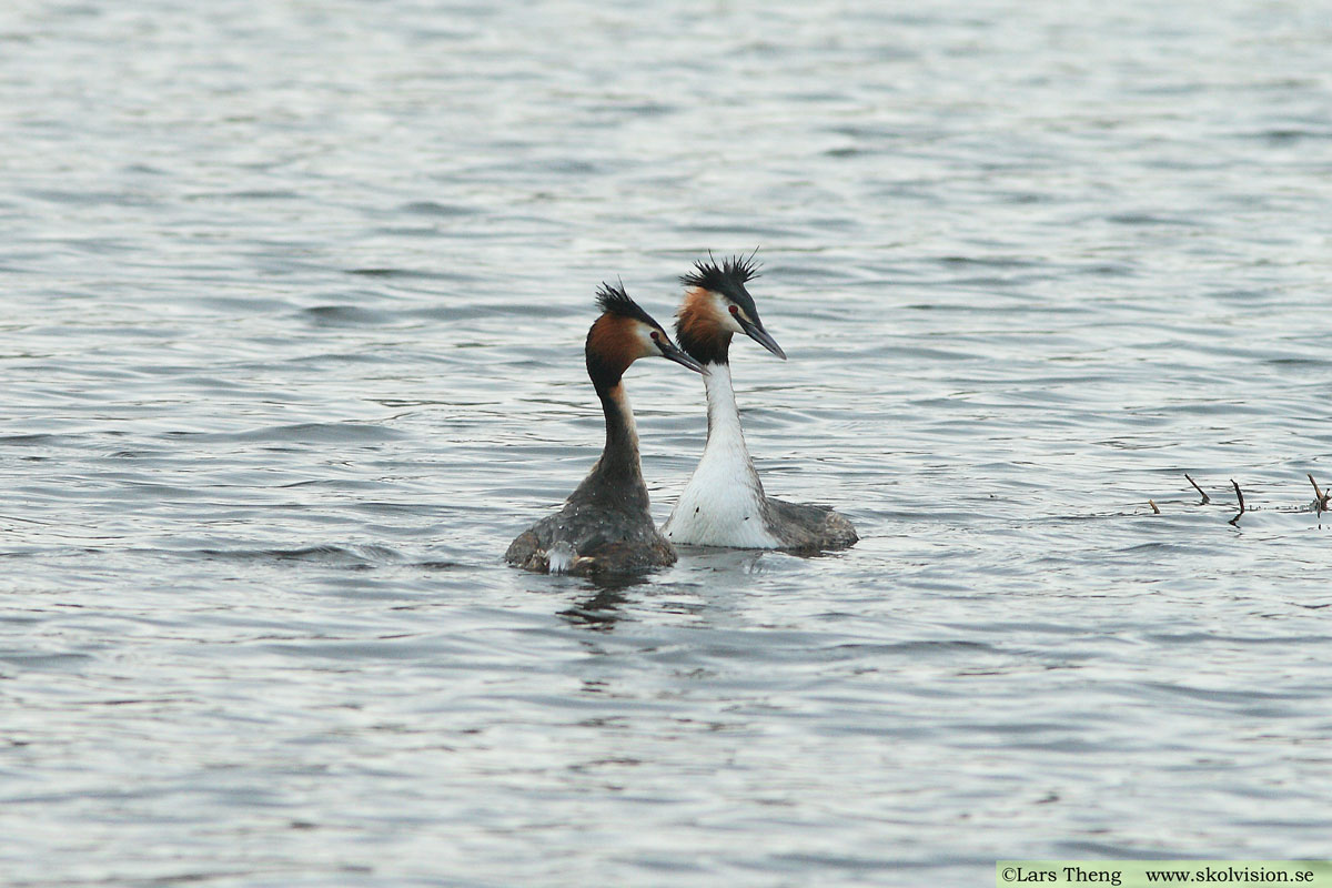 Skäggdopping, Podiceps cristatus