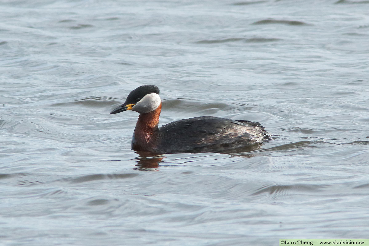 Gråhakedopping, Podiceps grisegena