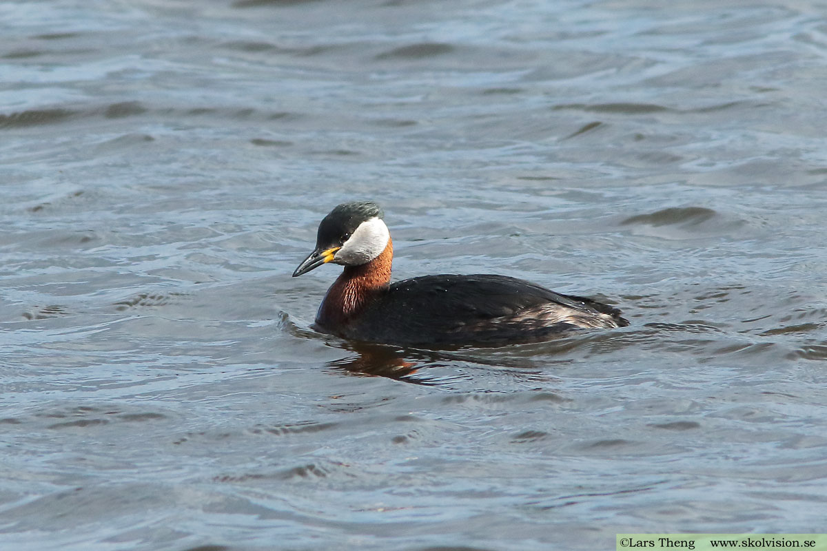 Gråhakedopping, Podiceps grisegena