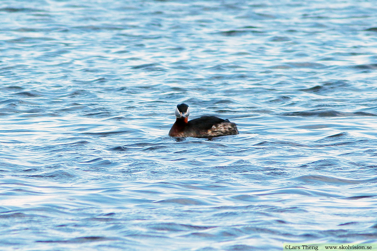 Gråhakedopping, Podiceps grisegena