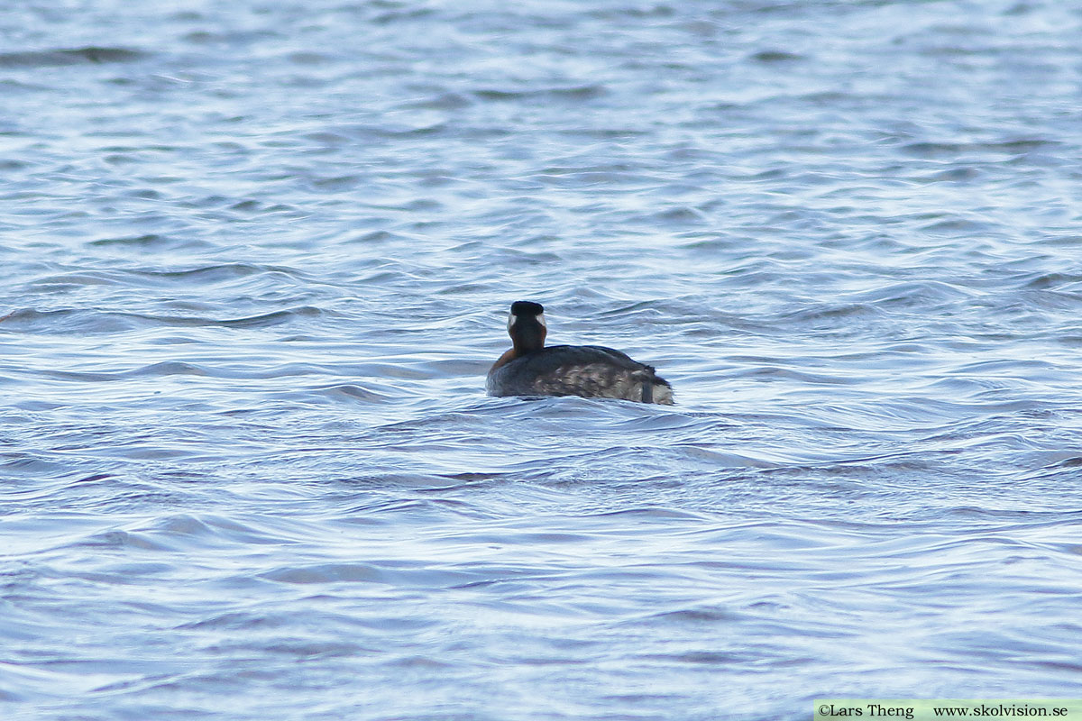 Gråhakedopping, Podiceps grisegena