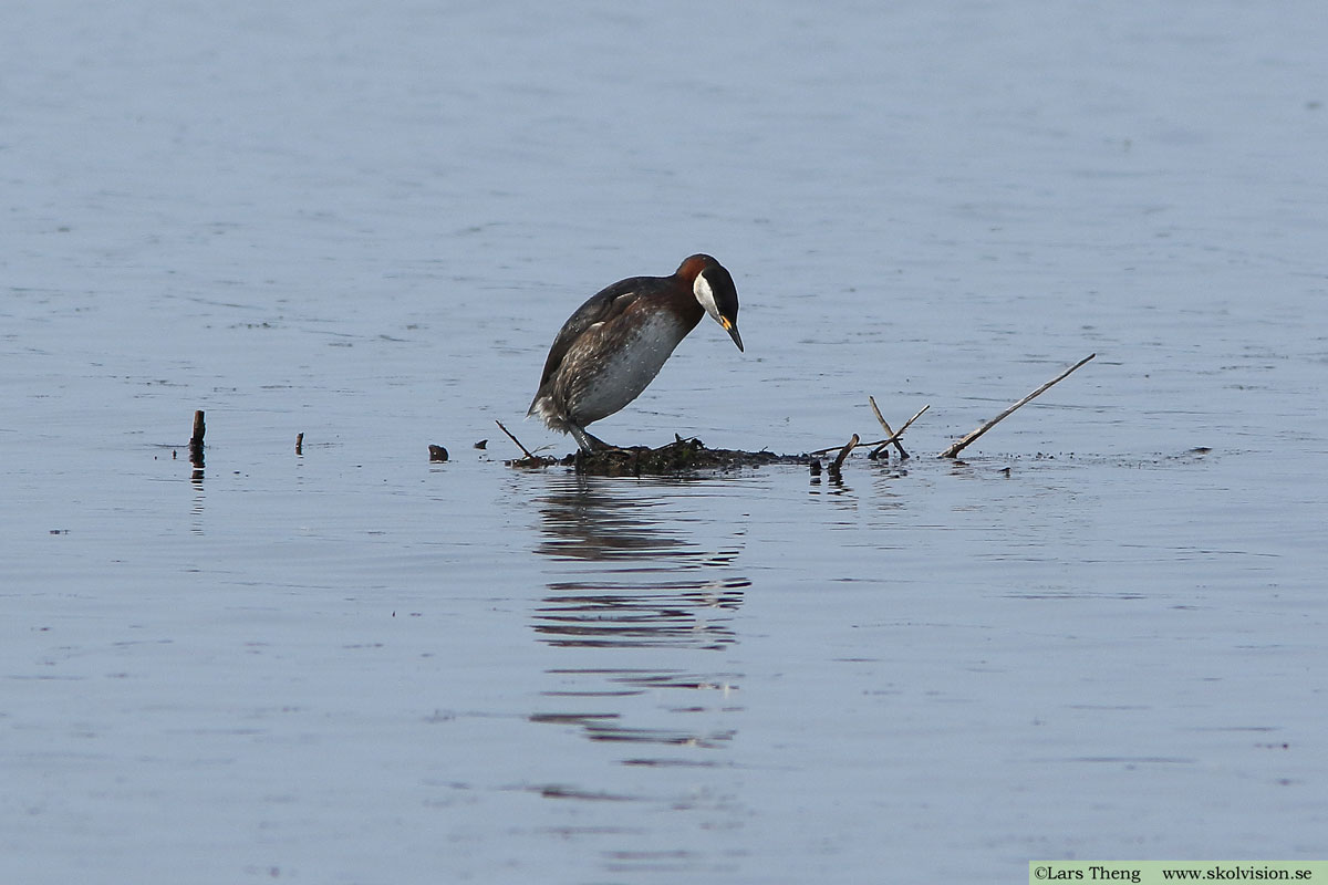 Gråhakedopping, Podiceps grisegena