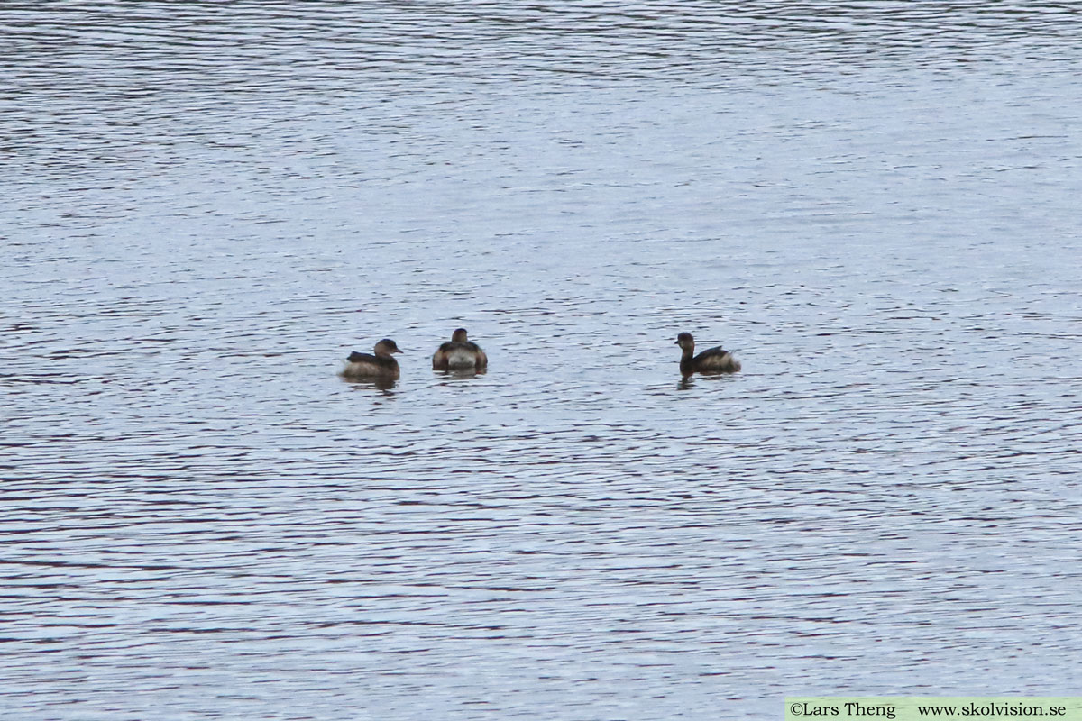 Smådopping, Tachybaptus ruficollis