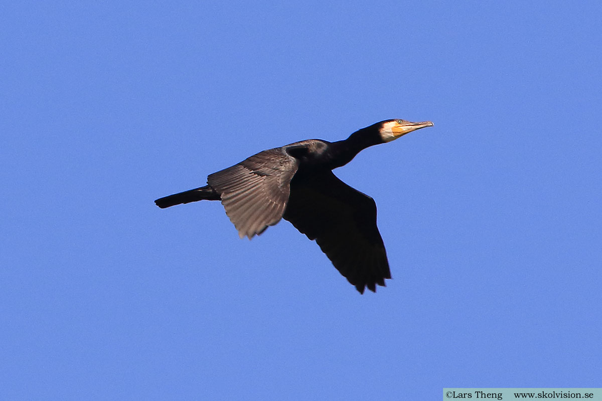 Storskarv, Phalacrocorax carbo sinensis