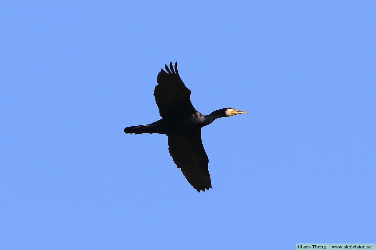 Storskarv, Phalacrocorax carbo sinensis