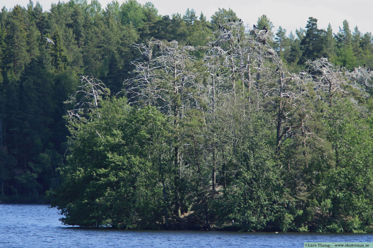 Storskarv, Phalacrocorax carbo sinensis