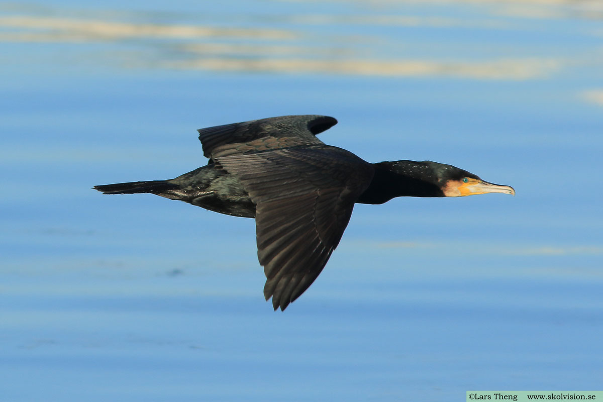 Storskarv, Phalacrocorax carbo sinensis