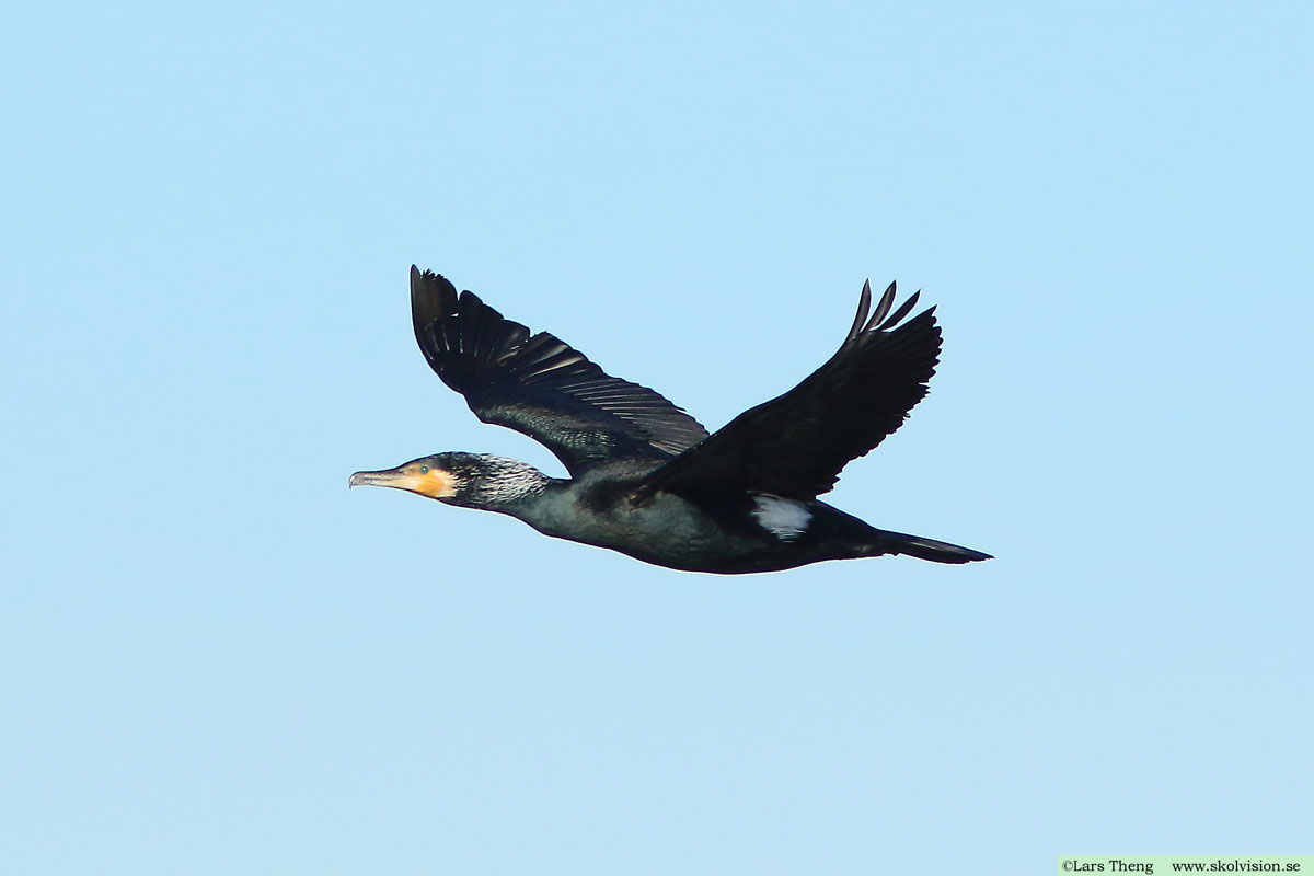 Storskarv, Phalacrocorax carbo sinensis