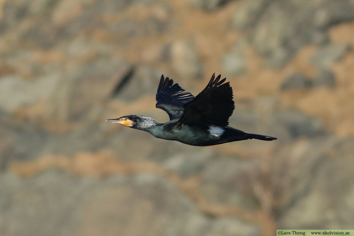 Storskarv, Phalacrocorax carbo sinensis