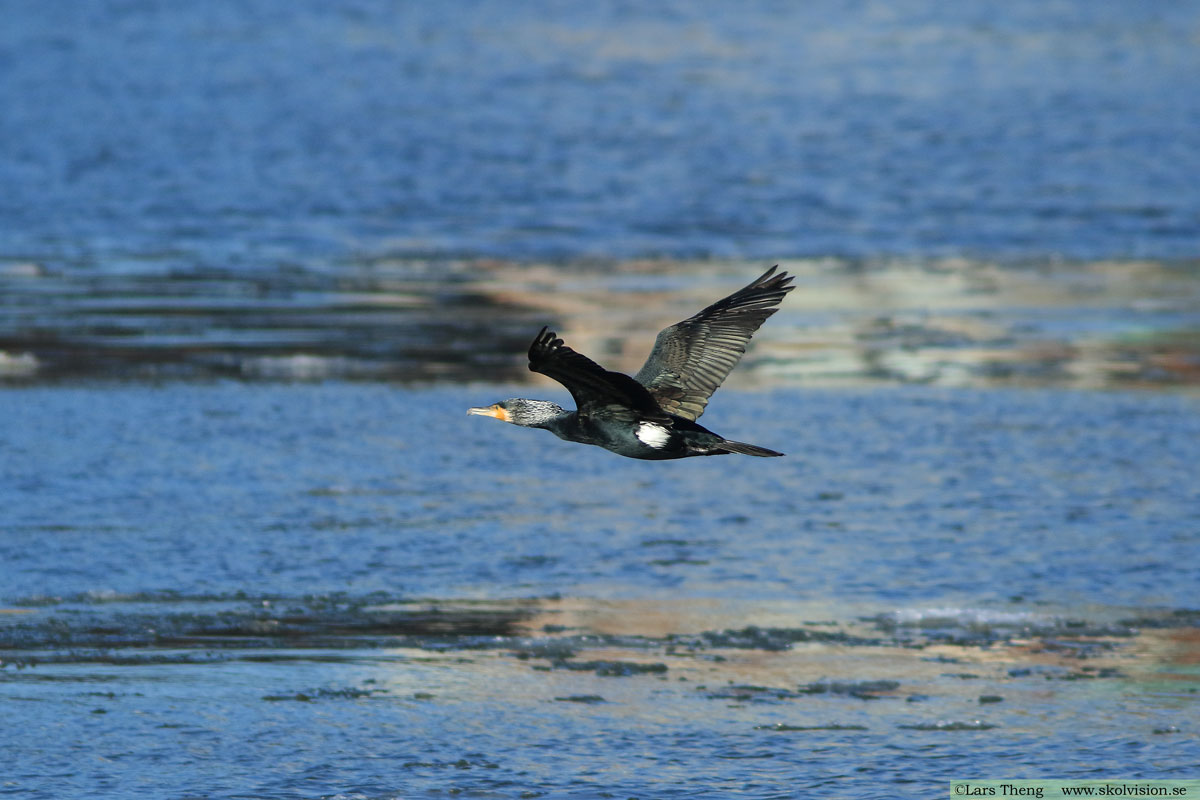 Storskarv, Phalacrocorax carbo sinensis