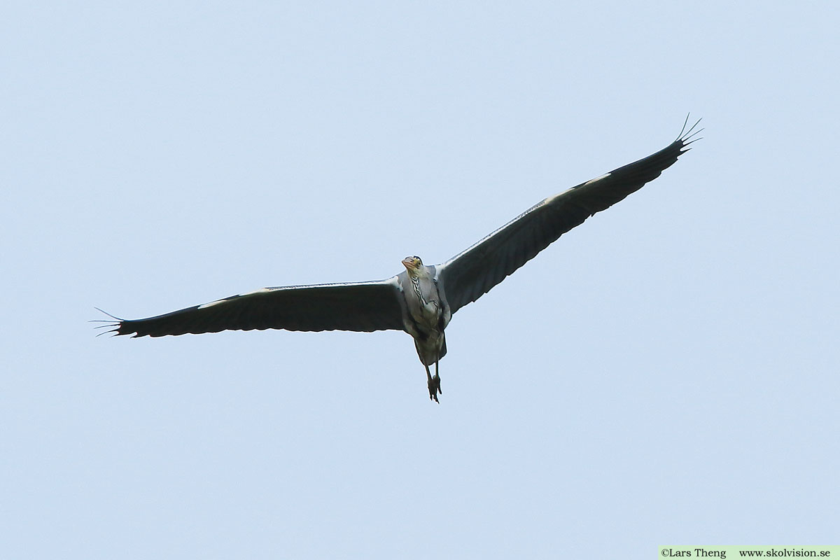 Gråhäger, Ardea cinerea